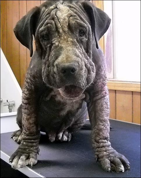 What is Mange in Dogs? Symptoms and Treament