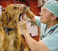 eterinarian checks dog's teeth.