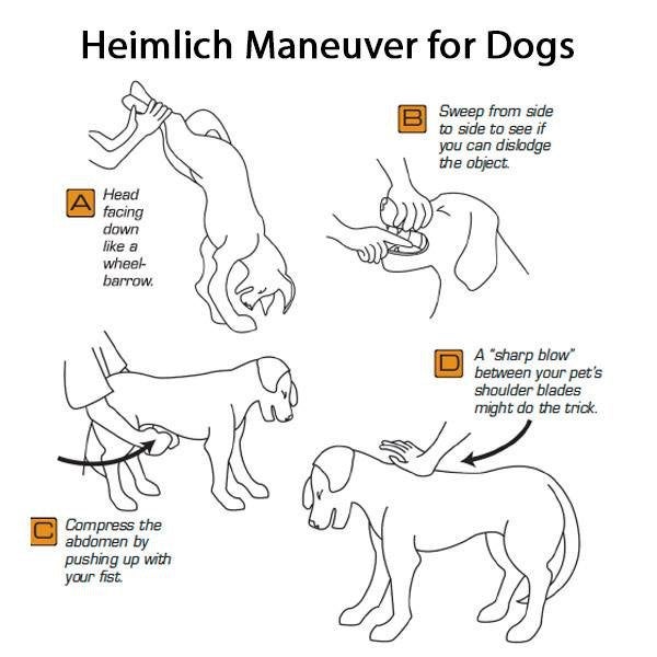 Heimlick Maneuver for Dogs