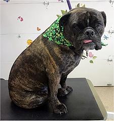 Libby the bulldog after first groom at Carol's Pet Grooming for dogs and cats.